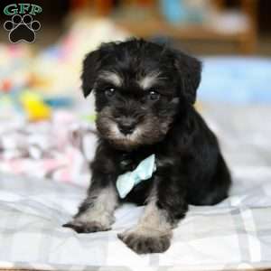 Chip, Miniature Schnauzer Puppy